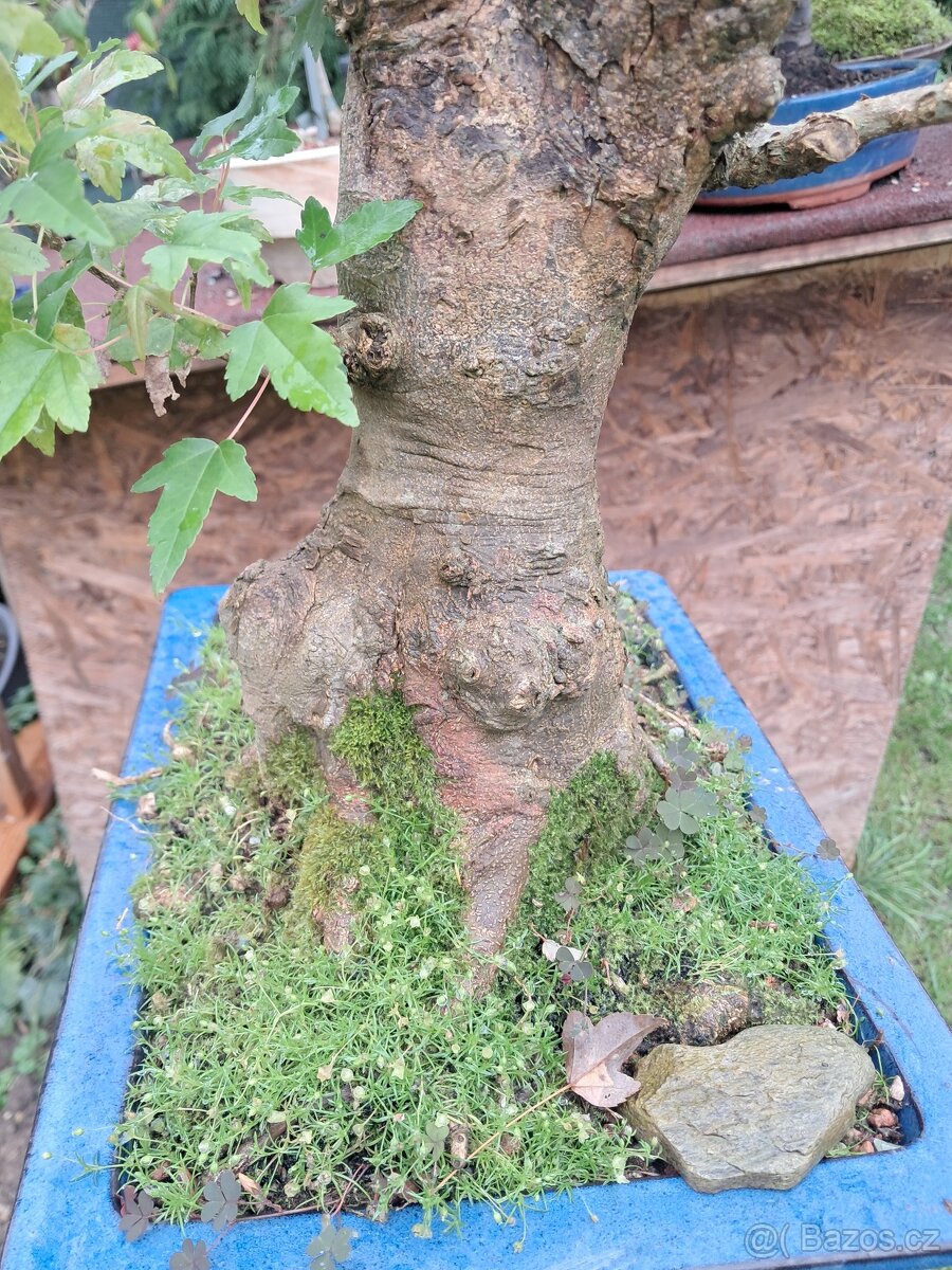 Bonsaj bonsai Javor - 4