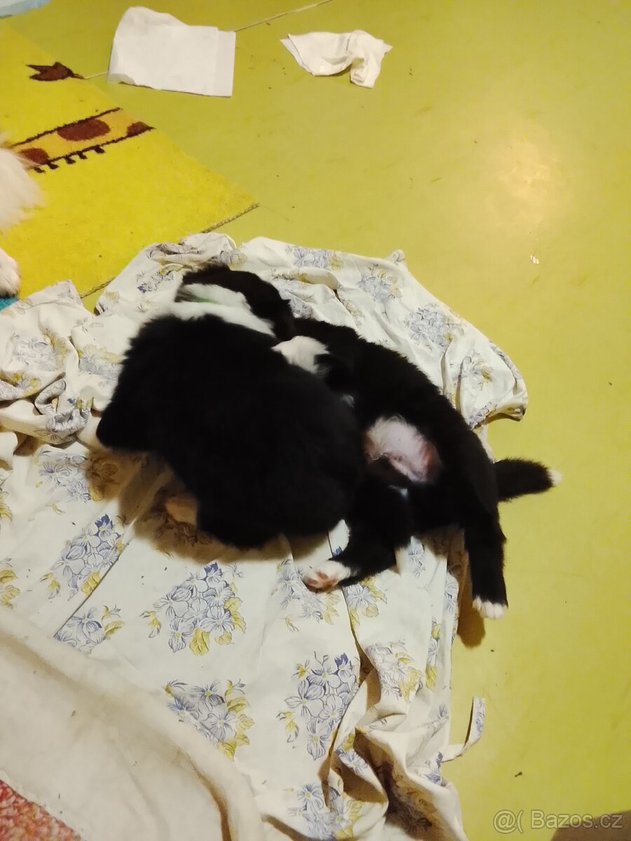 Border kolie štěňata - 4