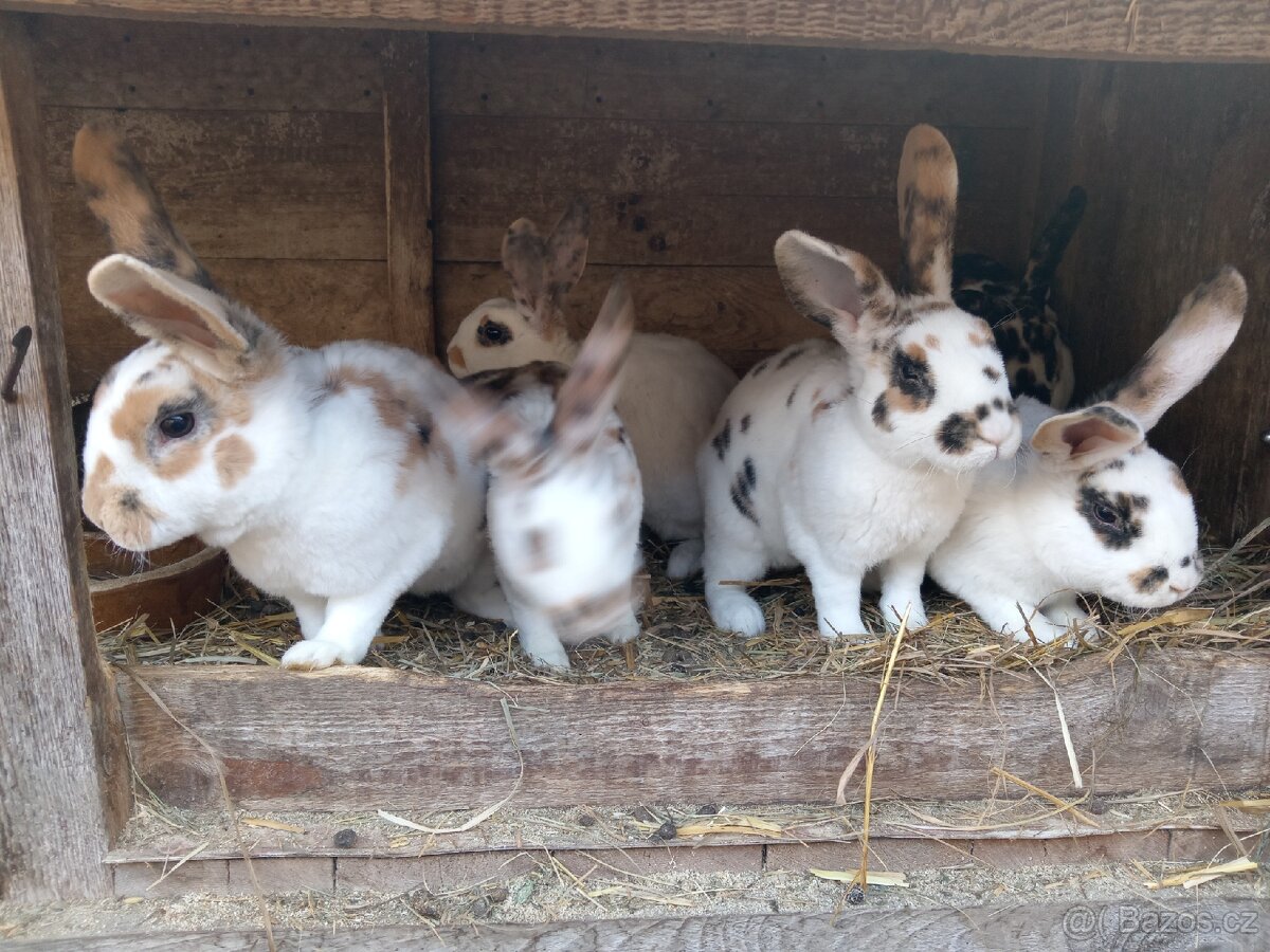 Dalmatinský rex - 4