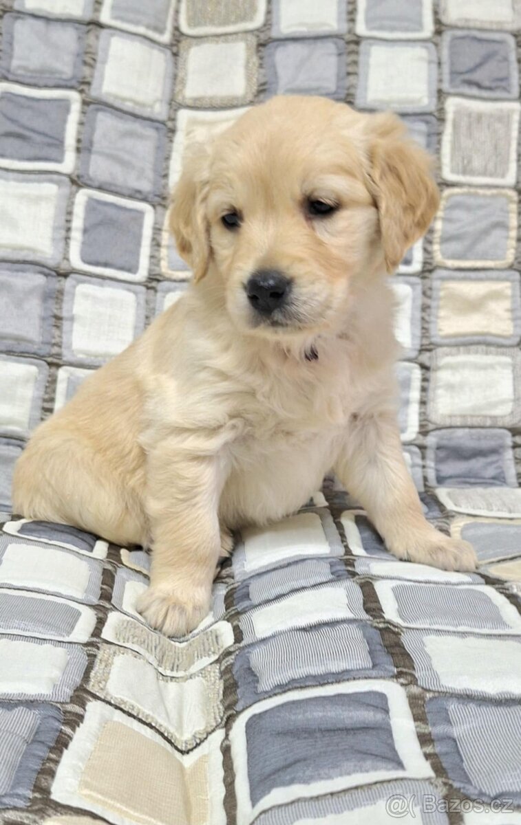 Zlatý retrív/Golden Retrív - 4