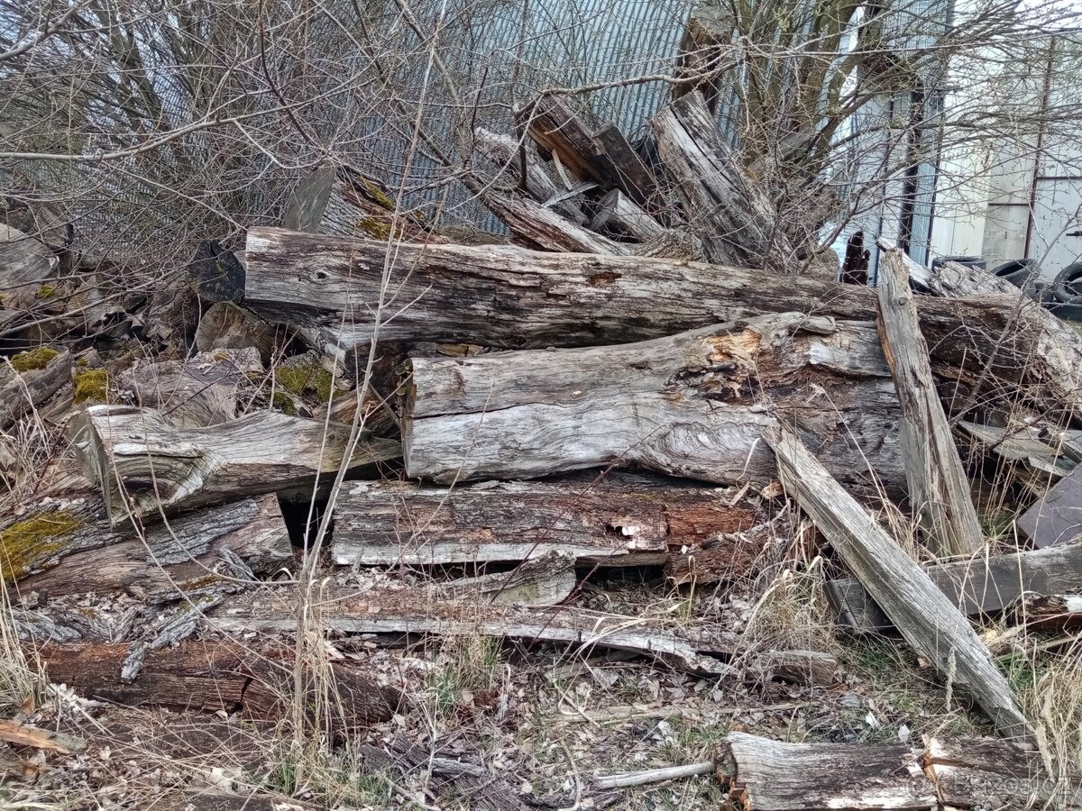 Dřevo za odvoz - 4