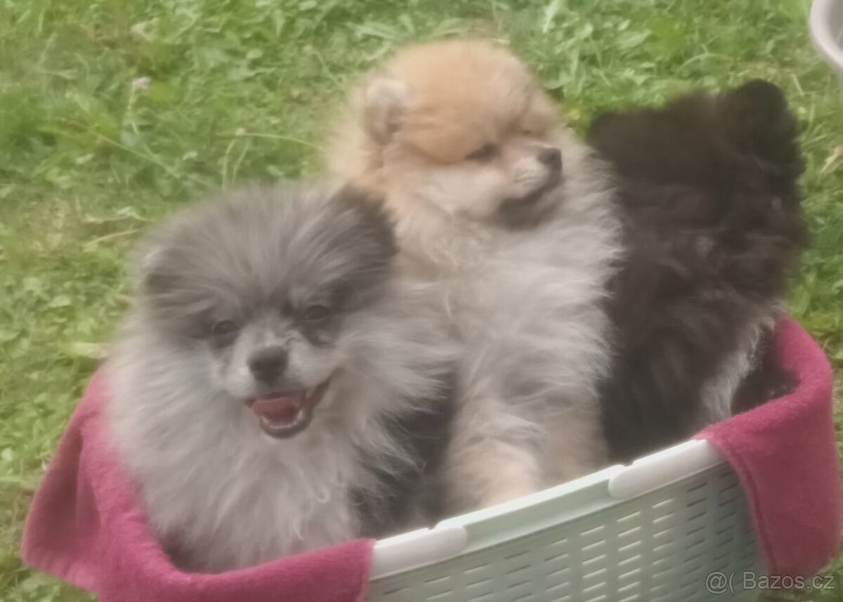 Pomeranian mini s PP - 4