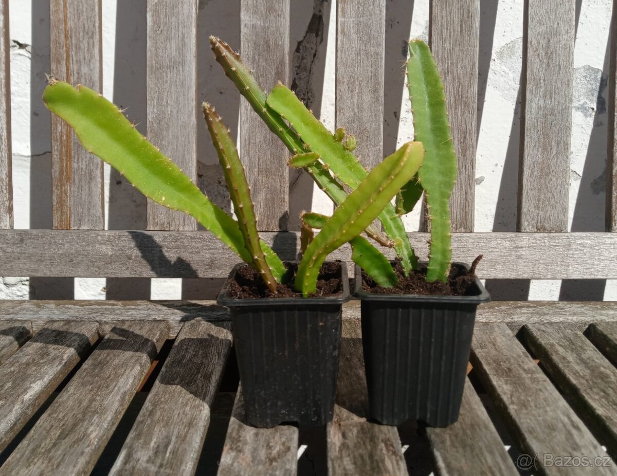 dračí ovoce  (Hylocereus undatus), Pitahaya - 4