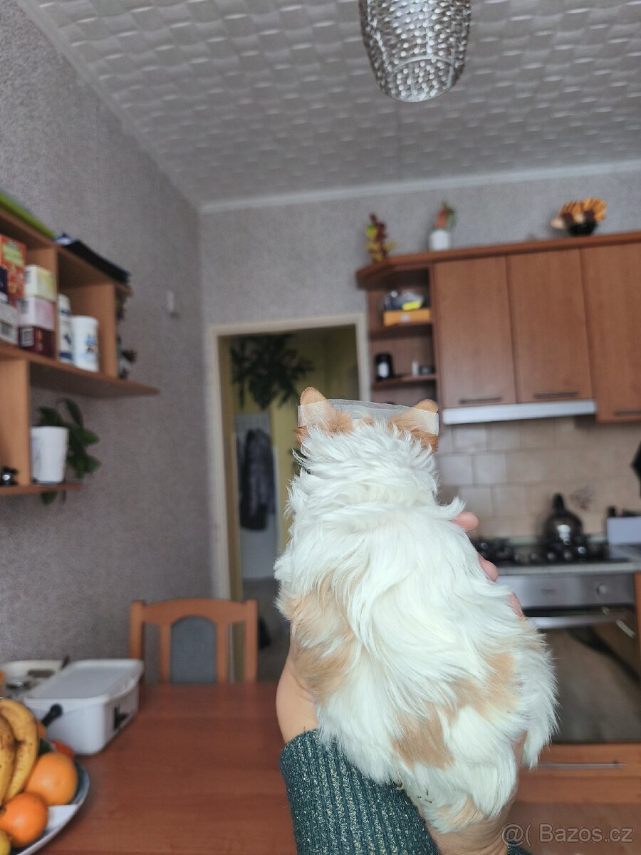 Jorkšírský teriér golddust s PP - 4