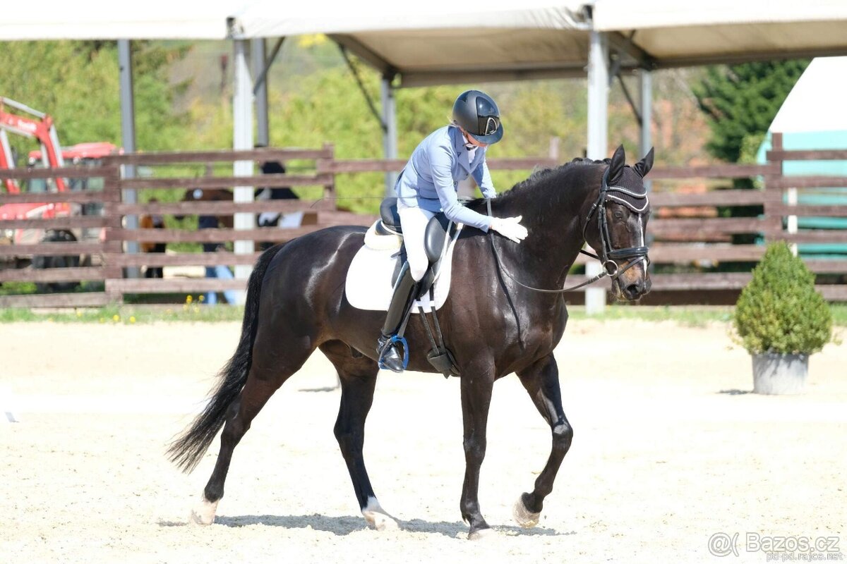 Ustájení koní - 4