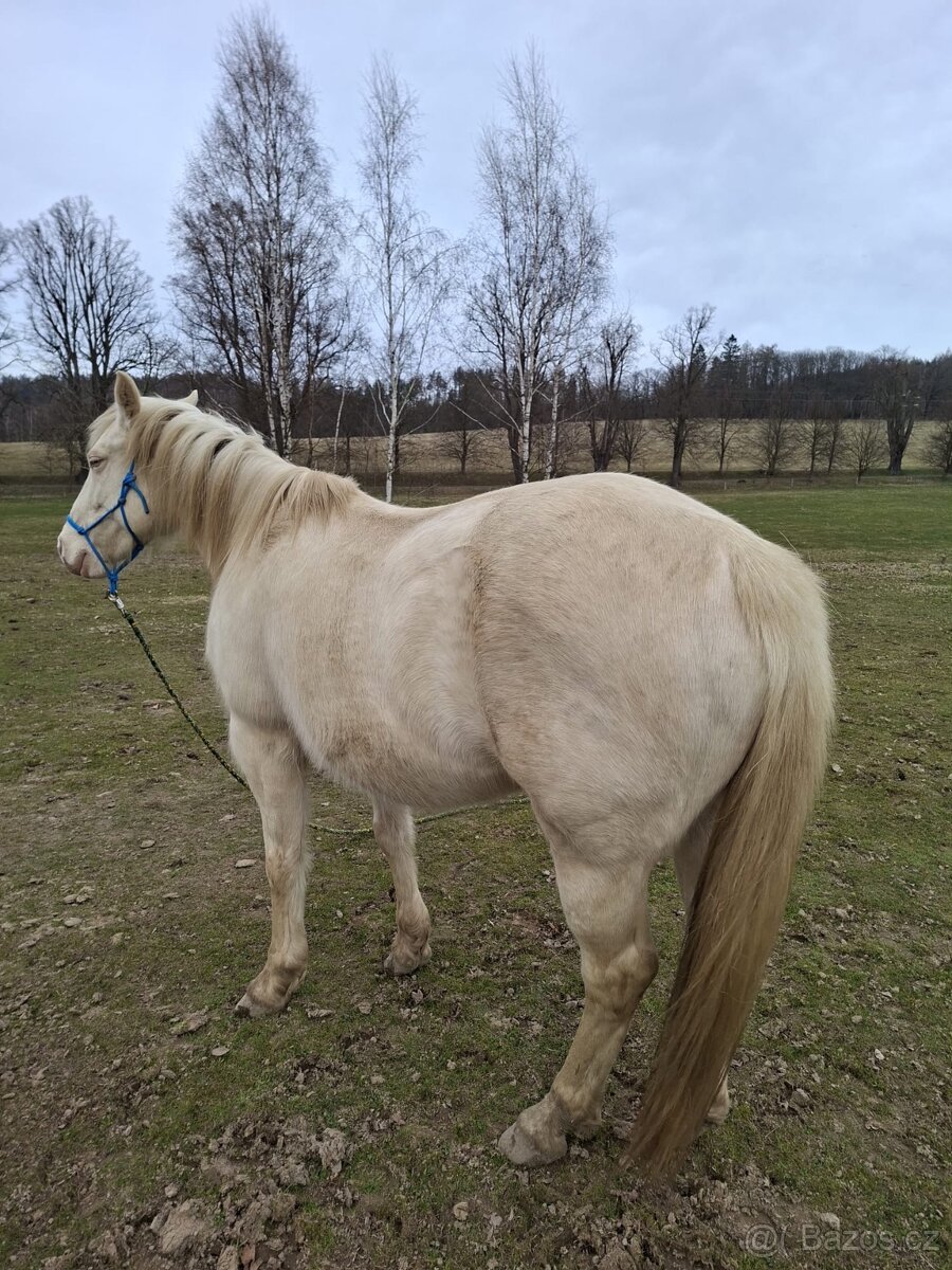 QH kobylka 3/4 - 4