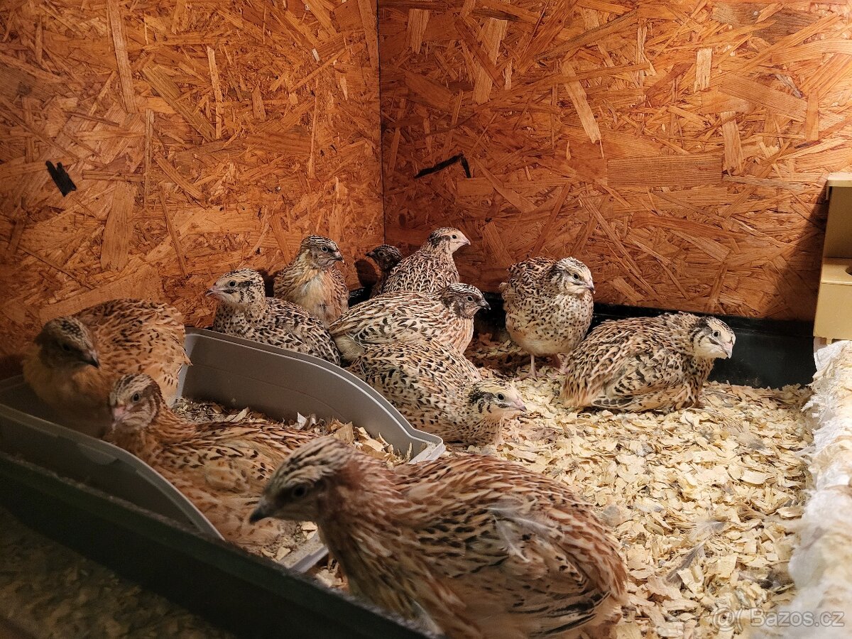 Křepelka japonská - 4