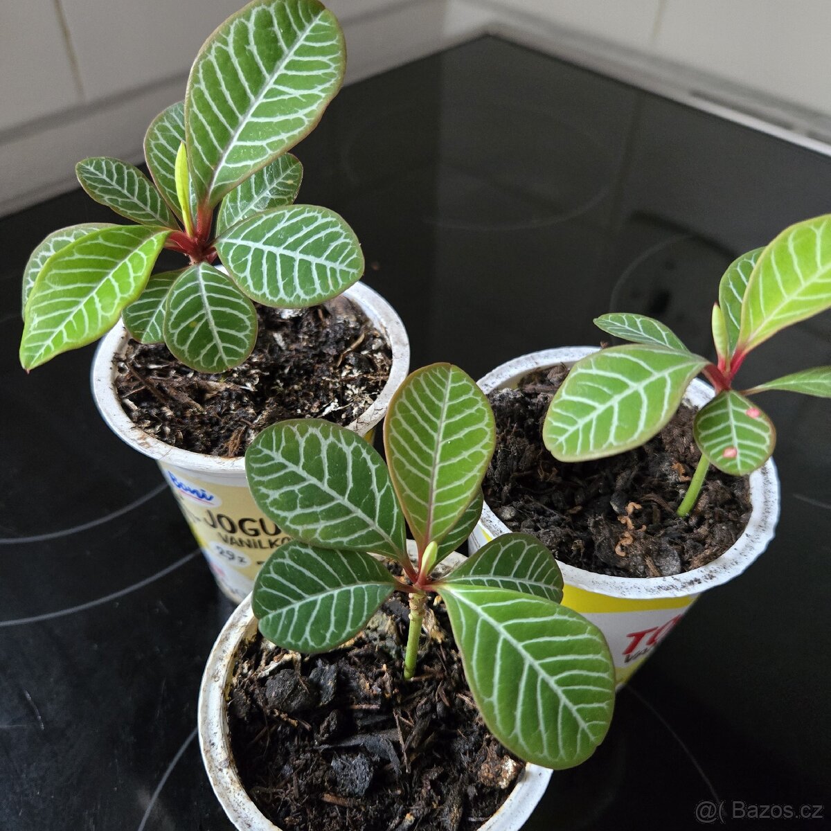 Euphorbia leuconeura sadičky - 4