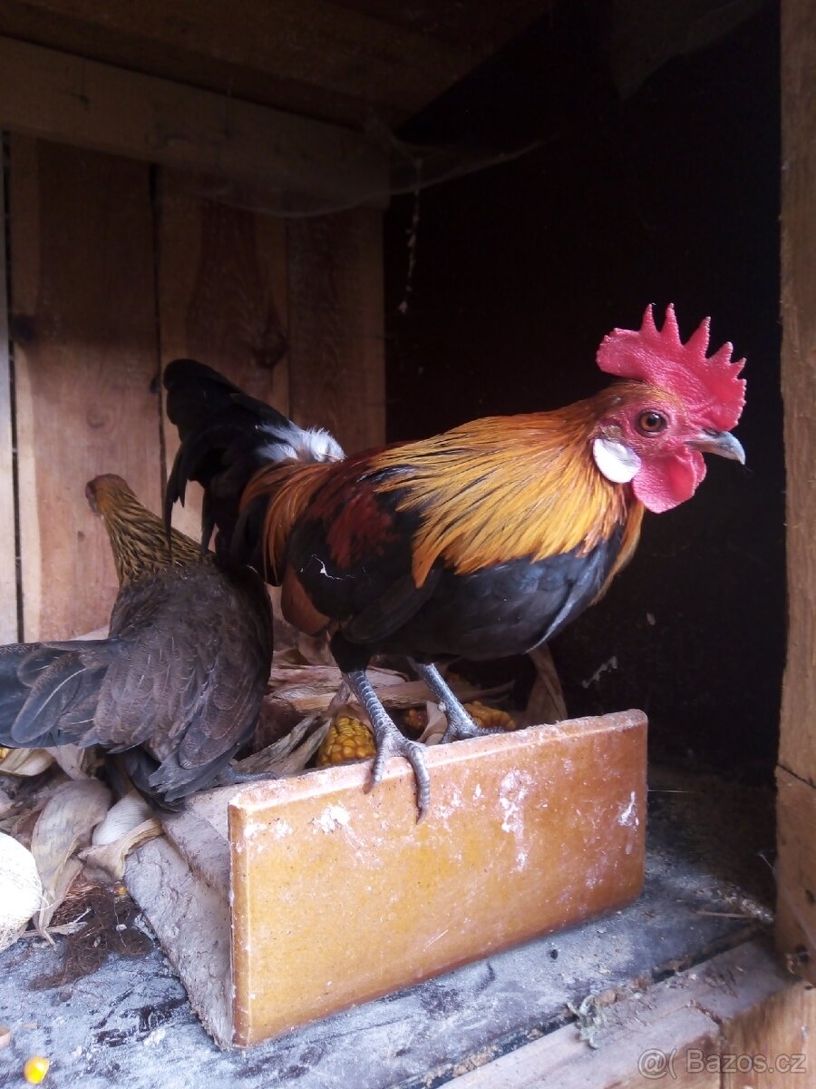 Holandstá zakrslá - 4