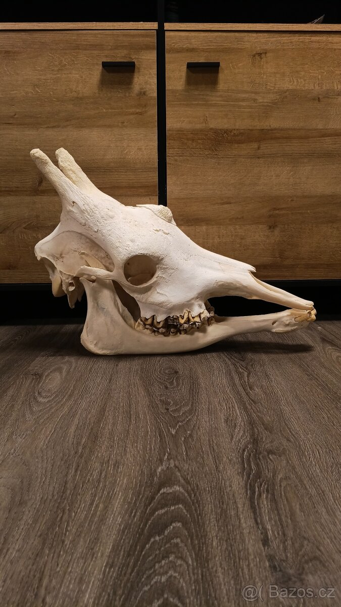 Žirafa Rothschildova - trofej, lebka - 4