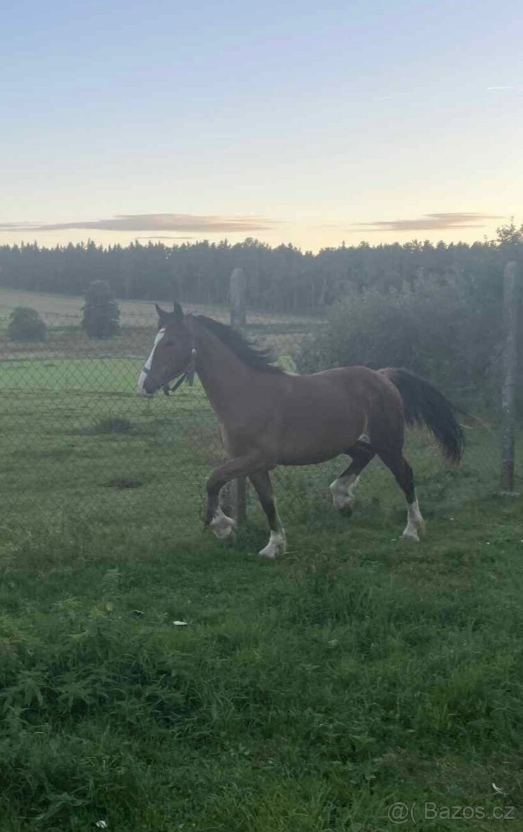 Na jaře dvouletý valach Welsh Cob - 4