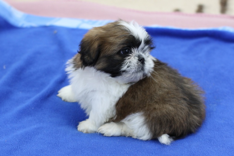 Shih-tzu, Shih tzu, si cu bez pp - 4