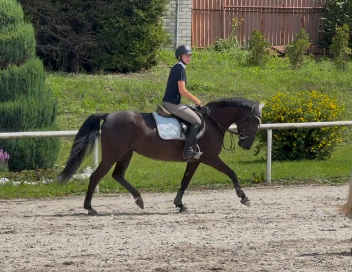 pony klisna kat. B - 4