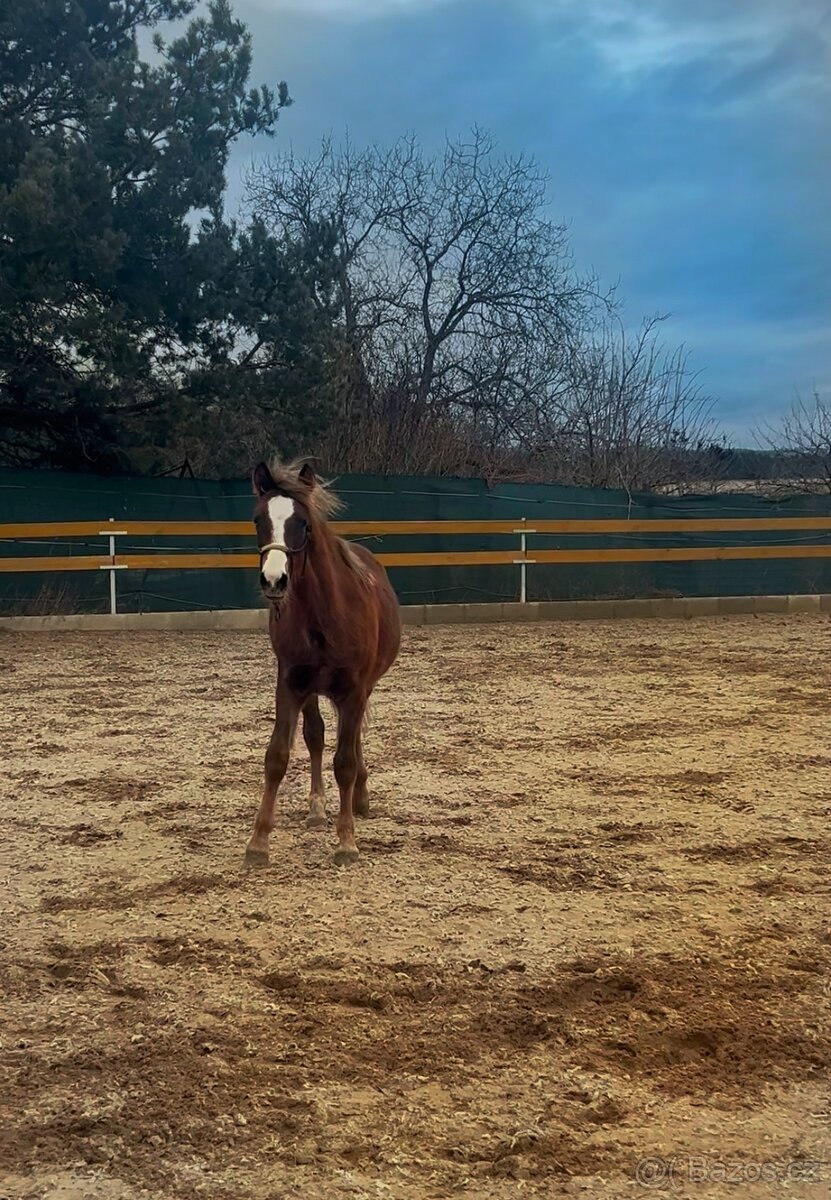 Loňský pony hřebeček - 4