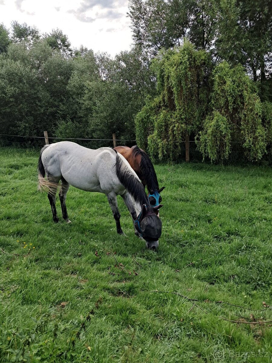 pastevní ustájení - 4