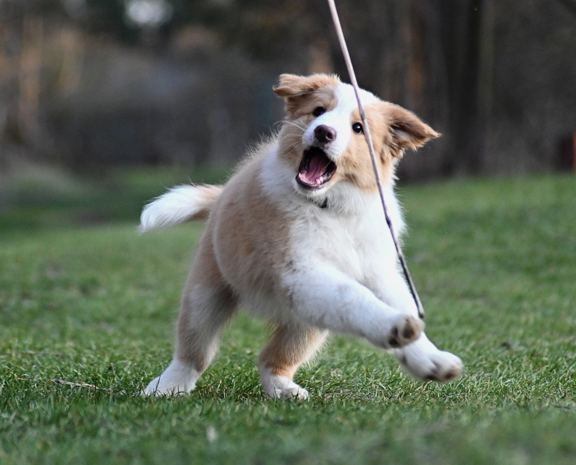 Border Collie / Border Kólia s PP - 4