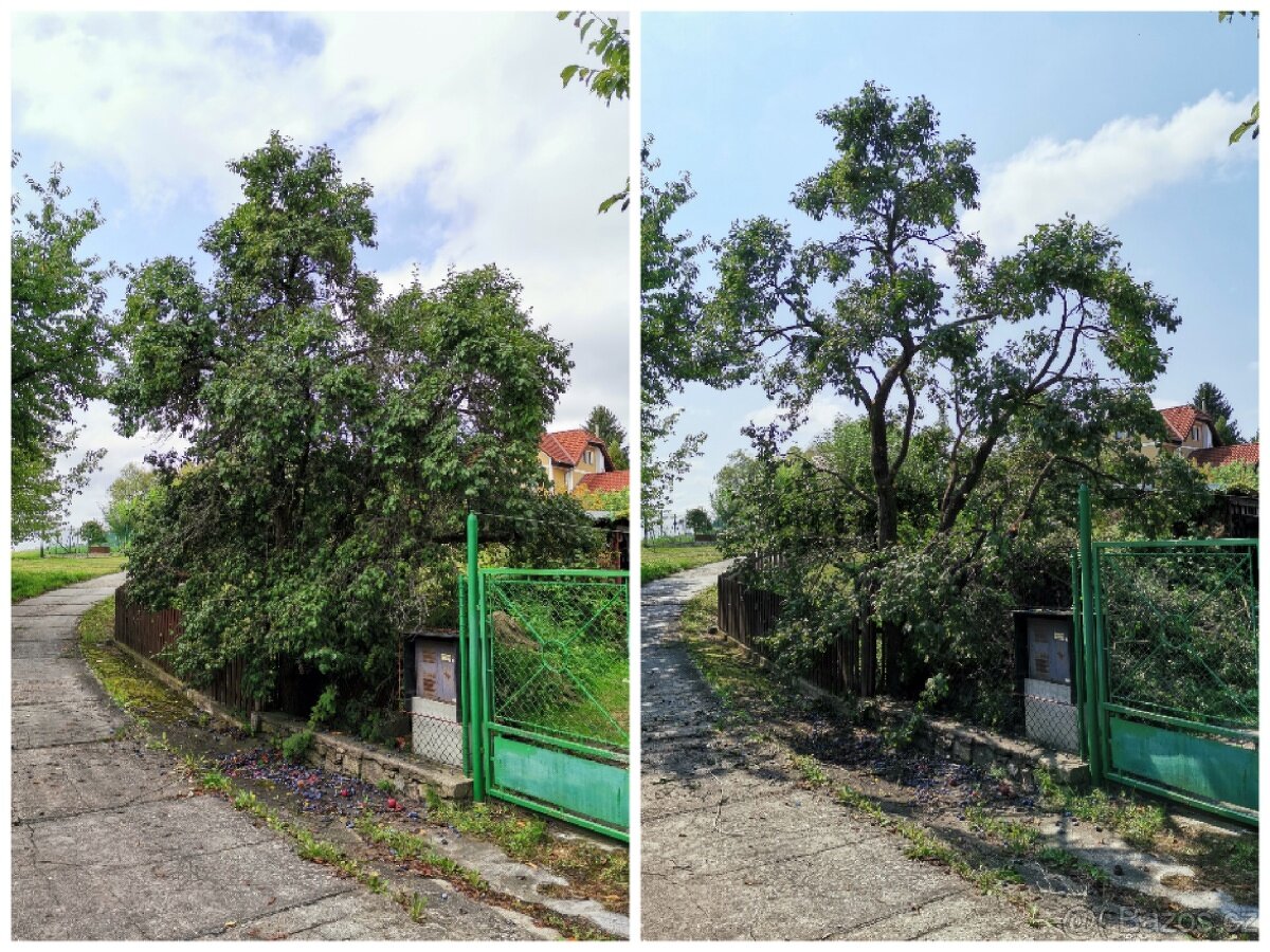 Odborný ořez stromů - 4