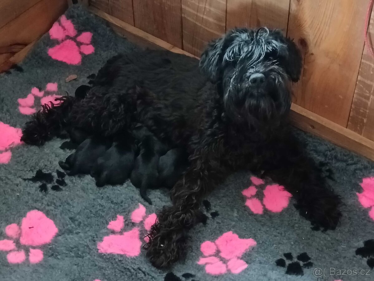 Knírač malý černý s PP - 4