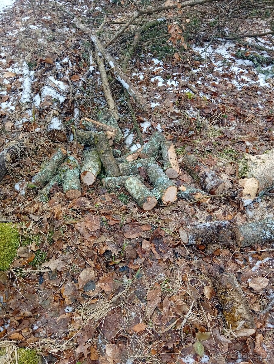 práce brigáda dřevo - 4