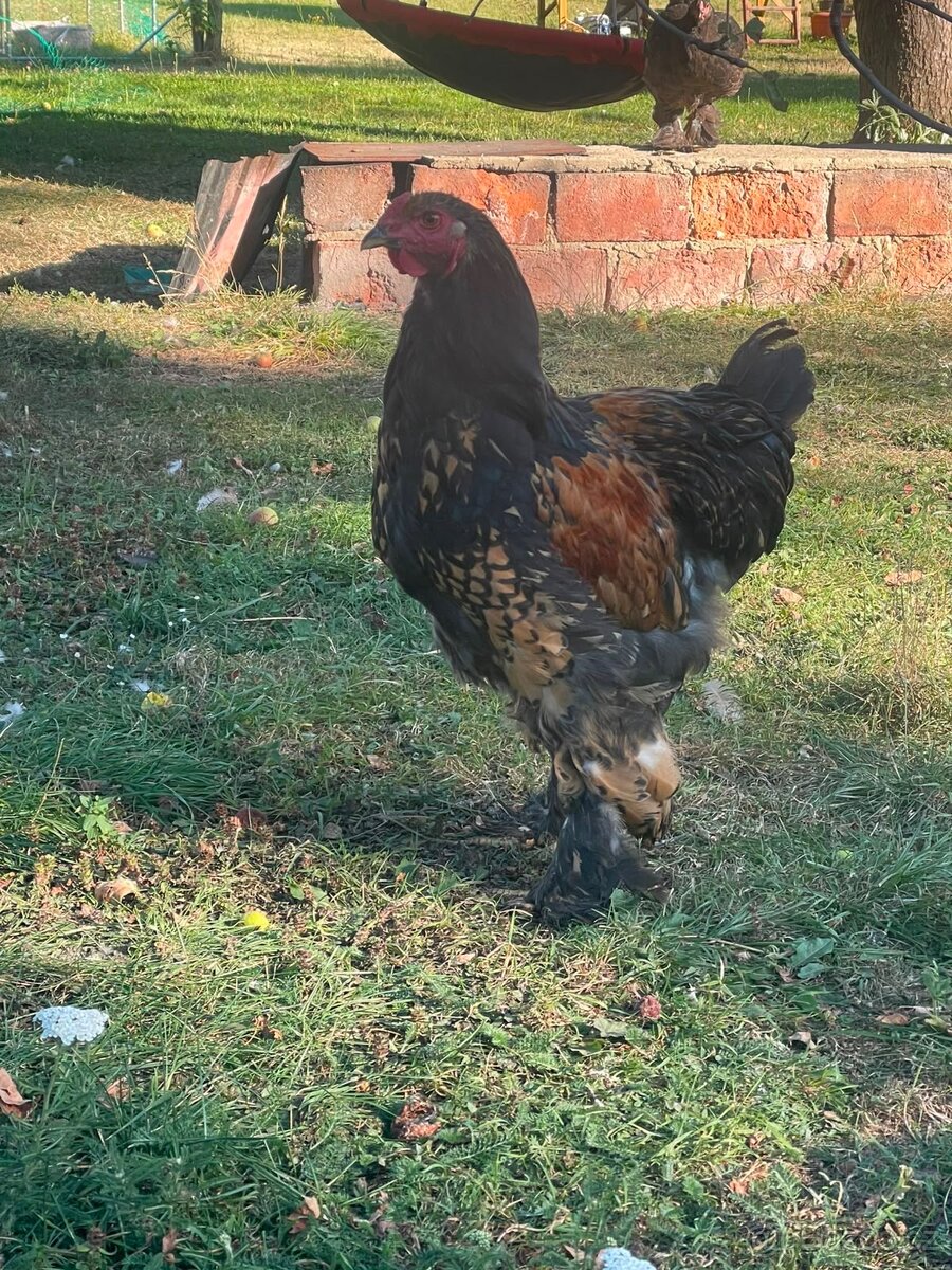 Brahmanka velka - kohouti - 4