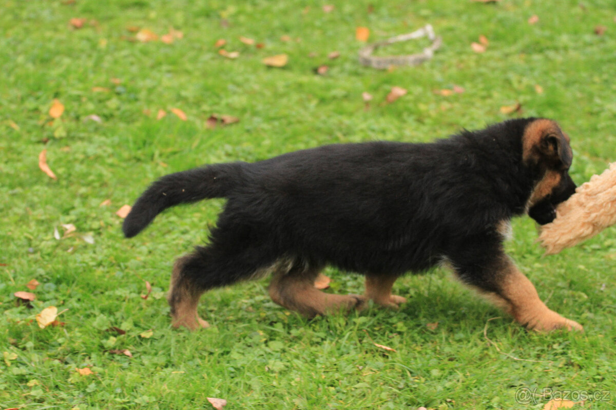 Německý ovčák - 4