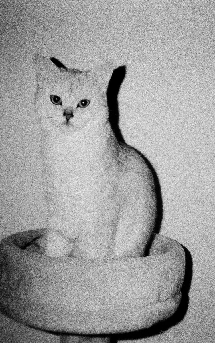 Stereoskopický analogový fotoaparát RETO 3D - 4