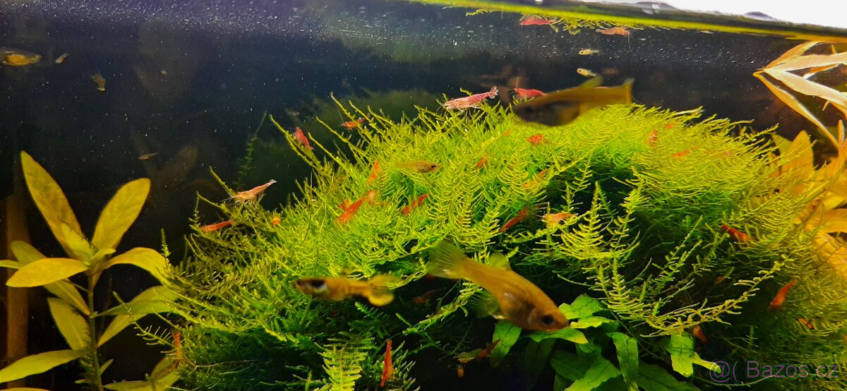 Rostlinky a rybky - 4