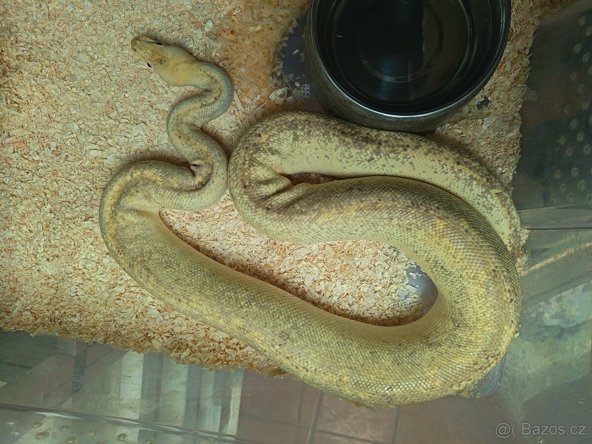 Krajta královská Dospělá chovná skupina - 4