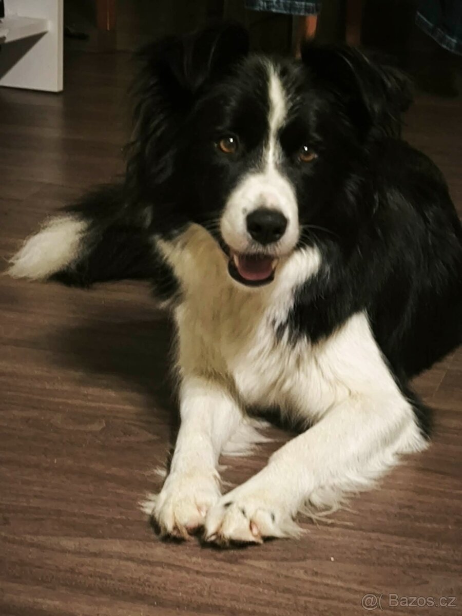 Border kolie - 4