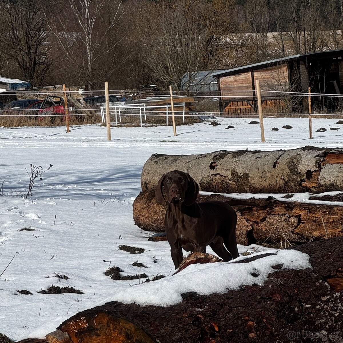 Německý krátkosrstý ohař - 4