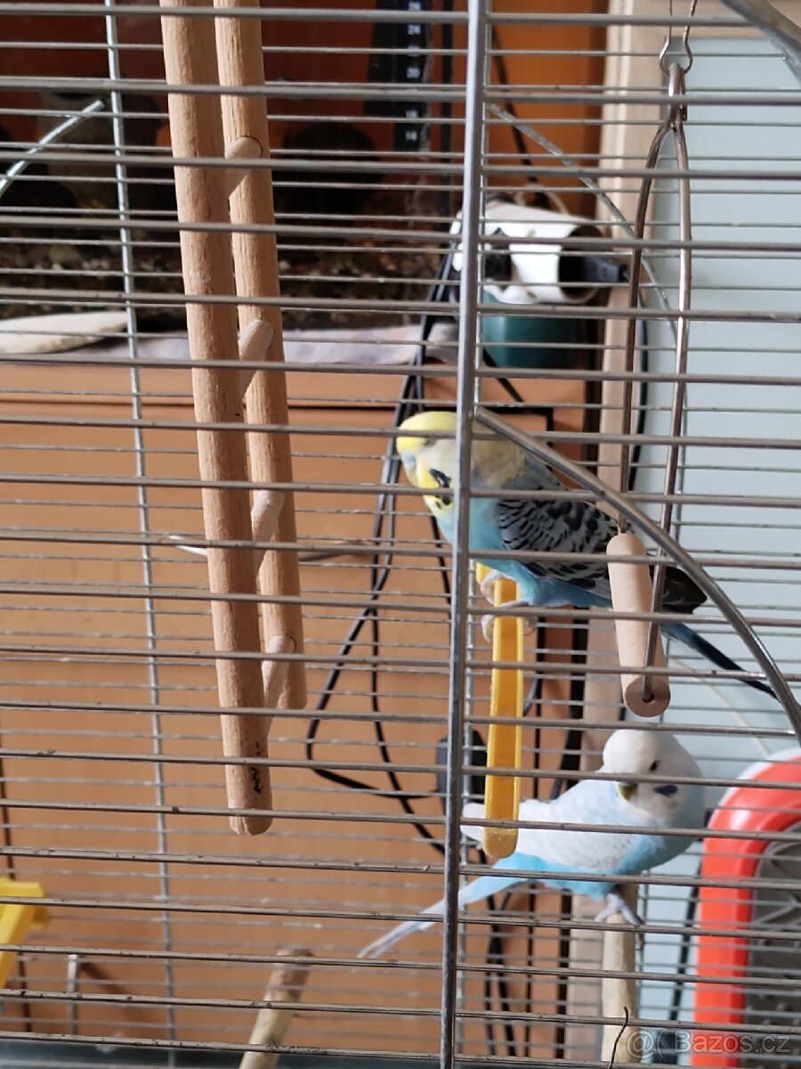 Prodám papoušky včetně klece - 4
