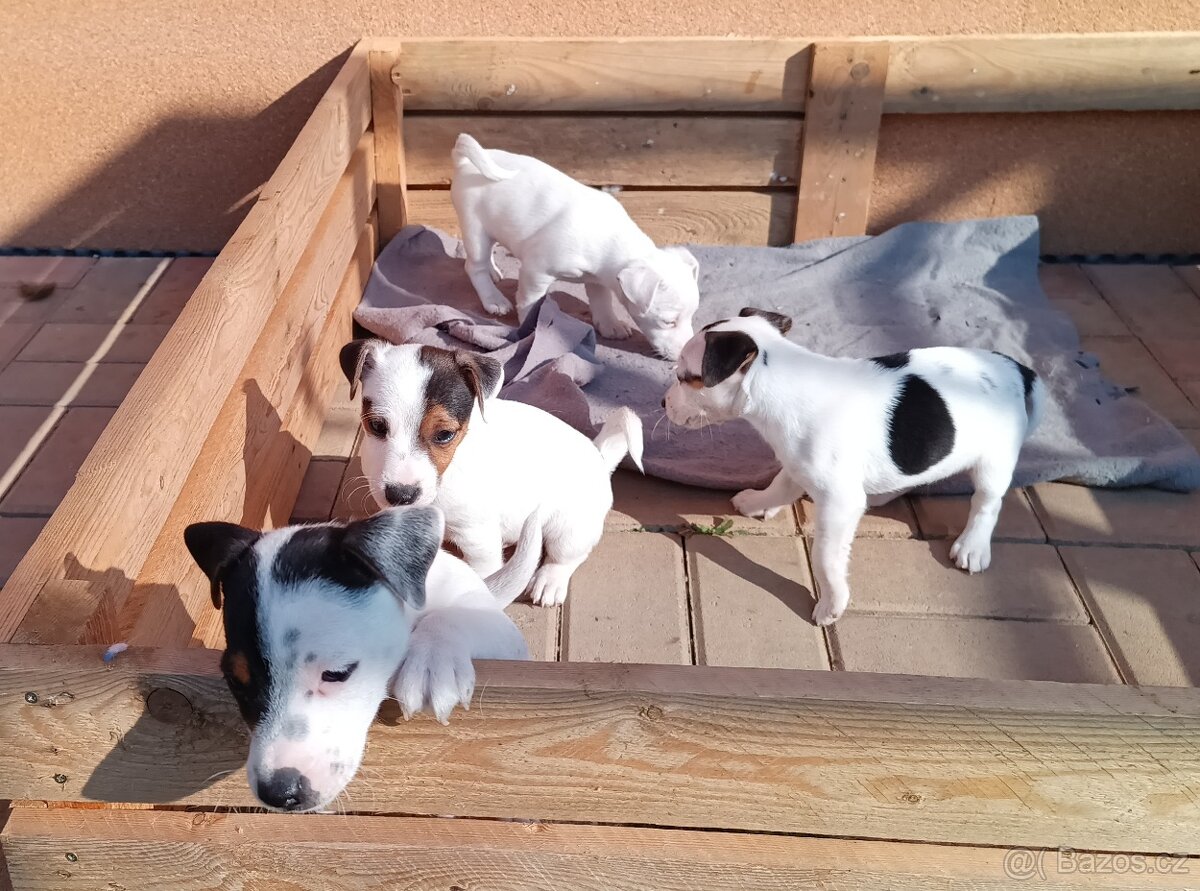 štěňata - Jack Russell teriér - 4