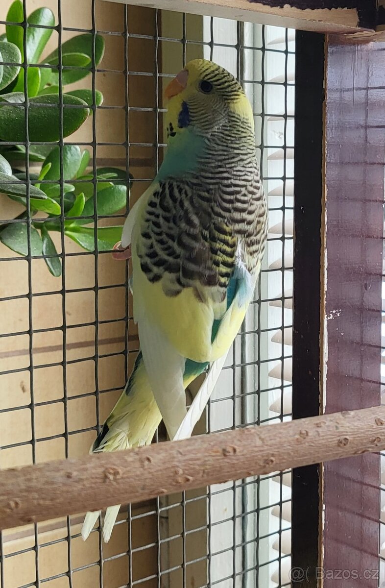 Andulky letošní - 4