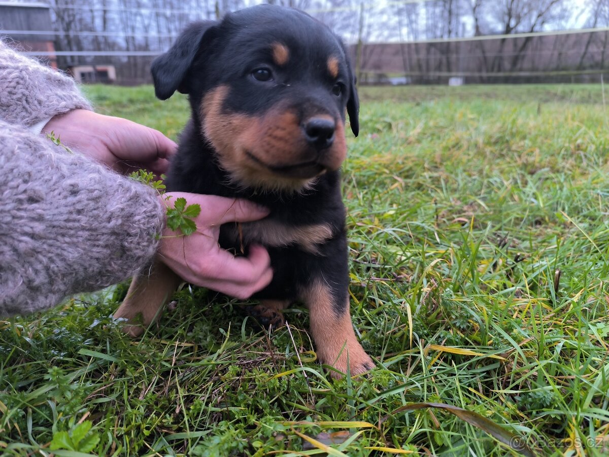 Rotvajler Rotweiler štěně - 4