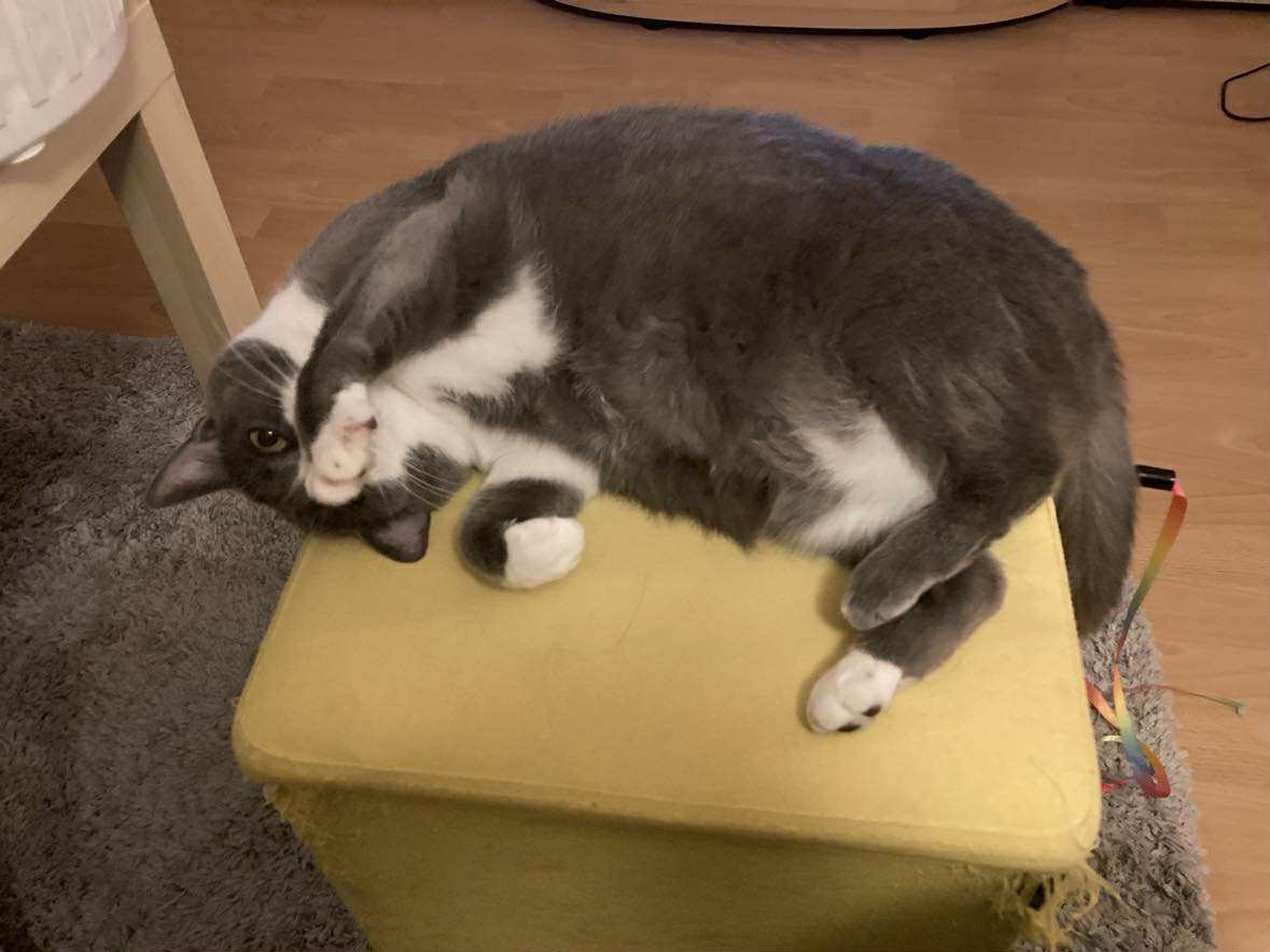 Kočičí seniorka k adopci - 4