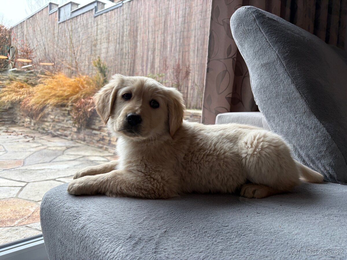 Labrador fenka čistokrevná bez PP - 4