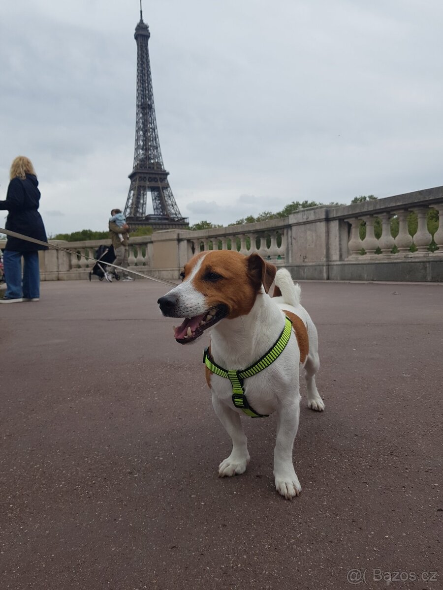 Jack Russell Terrier - 4