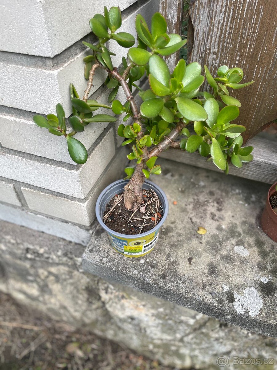 Tlustice cca 30 cm 5 let-více kusů - 4