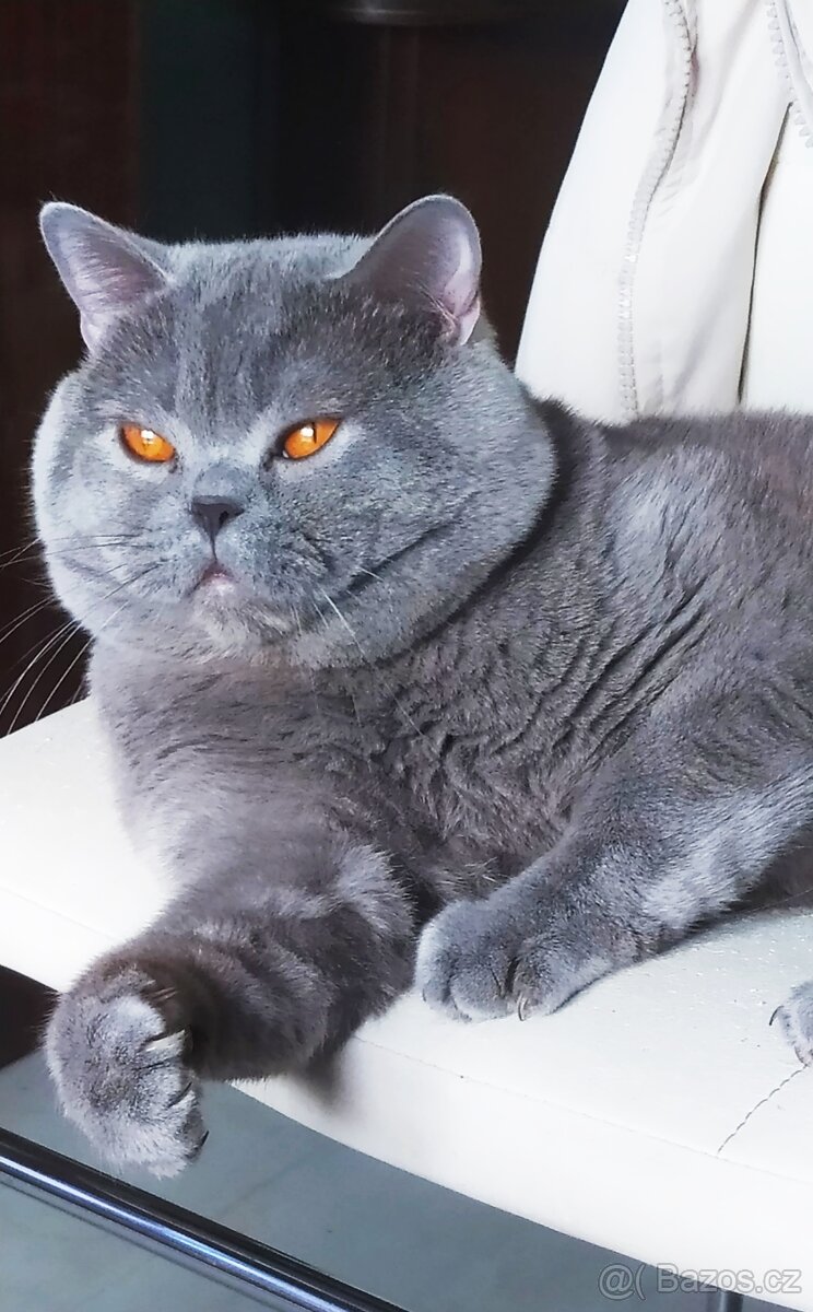 Britská koťátka krátkosrstá - 4