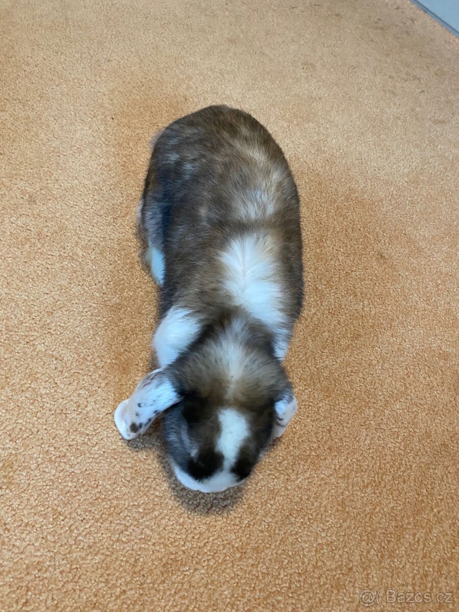 Zakrslý králík - beránek - 4