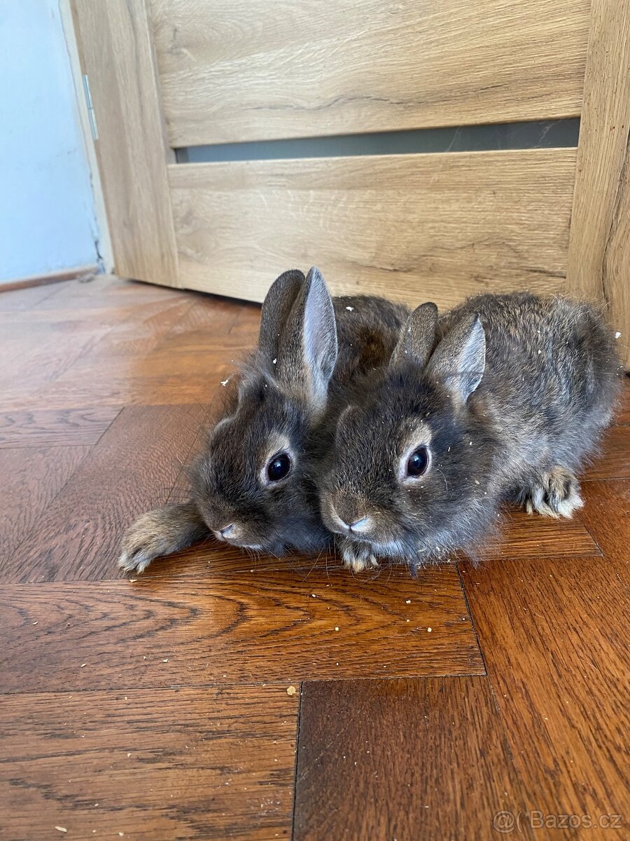 Králík zakrslý - mláďata - 4