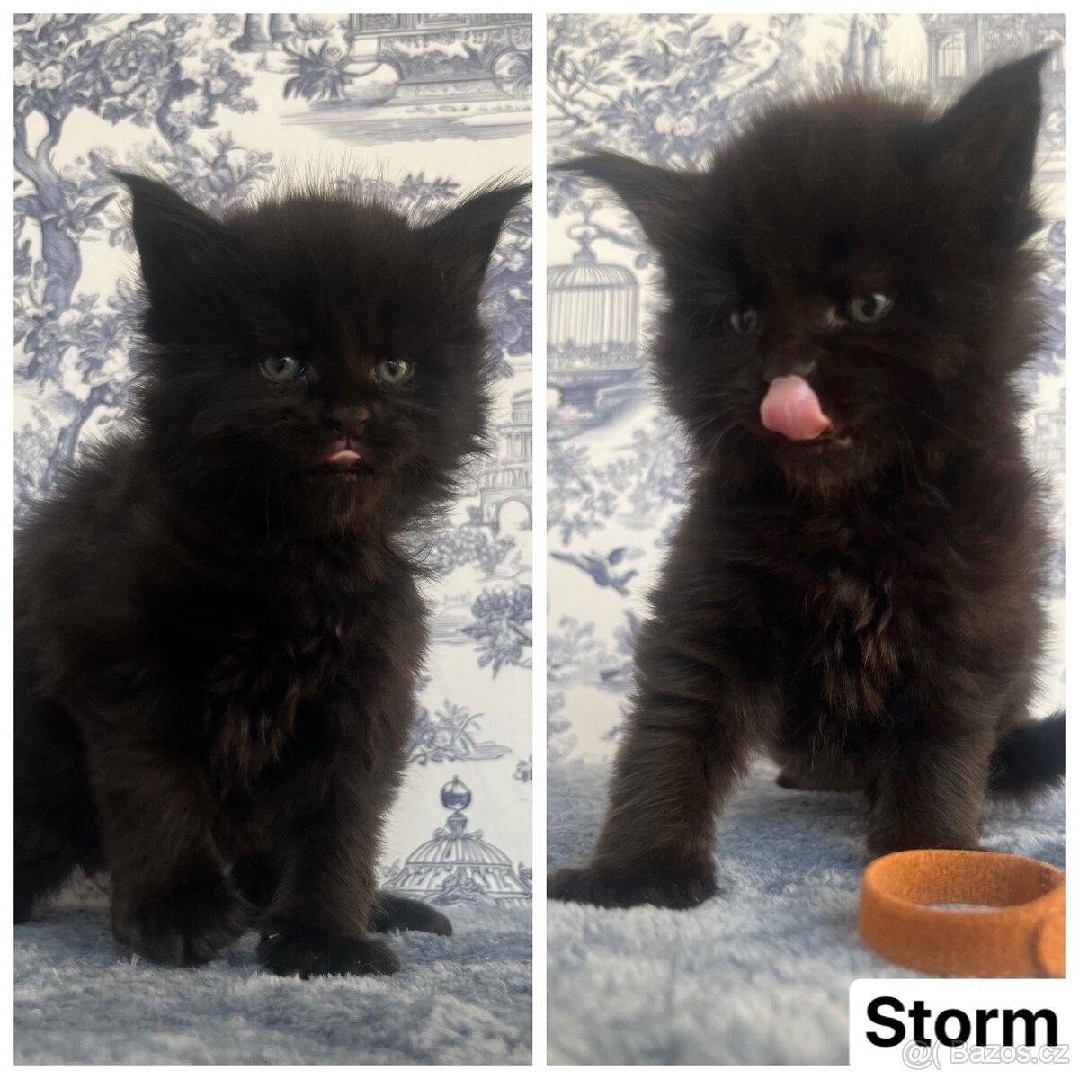 Mainská mývalí koťátka bez pp - 4