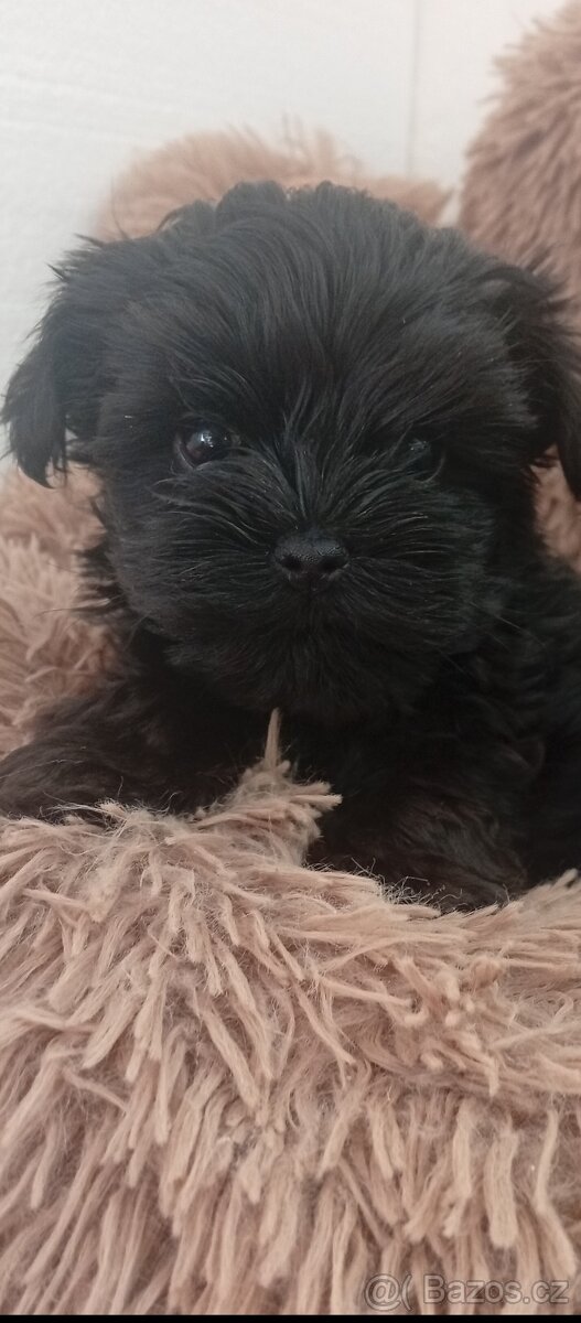 Jorkšírský teriér,Biewer,Merle, Black - 4