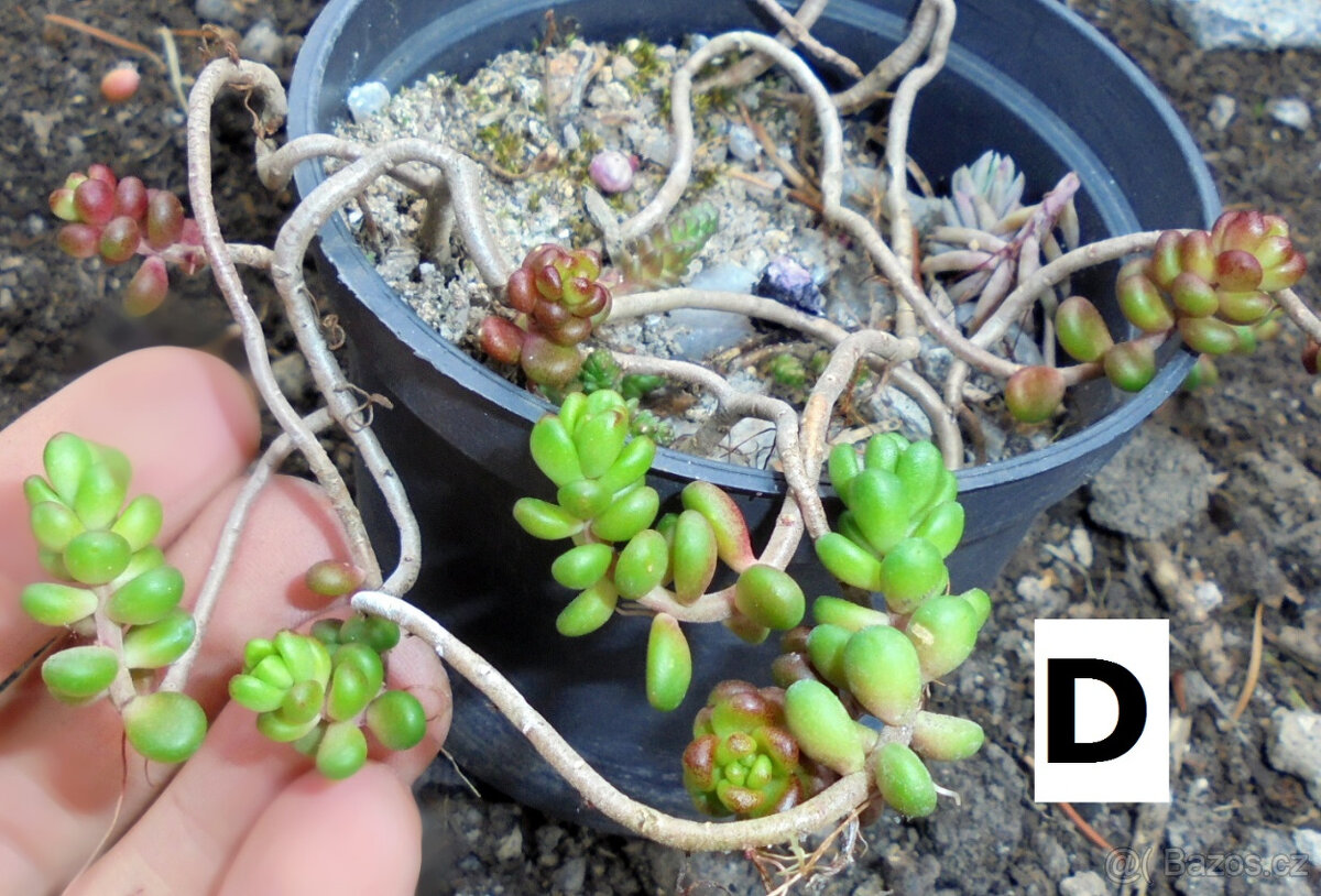 Skalničky - rozchodník - různé druhy, i barevné - 4