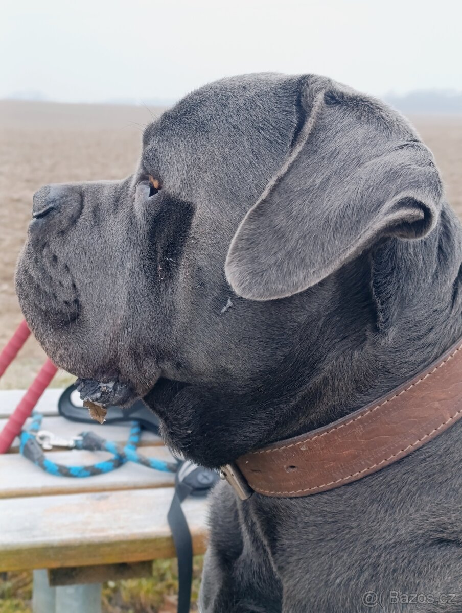 Cane CORSO - NABÍDKA KE KRYTÍ - 4