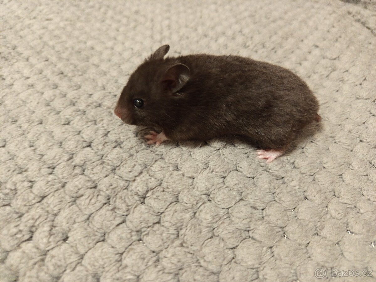 Křeček syrský - mláďata - 4