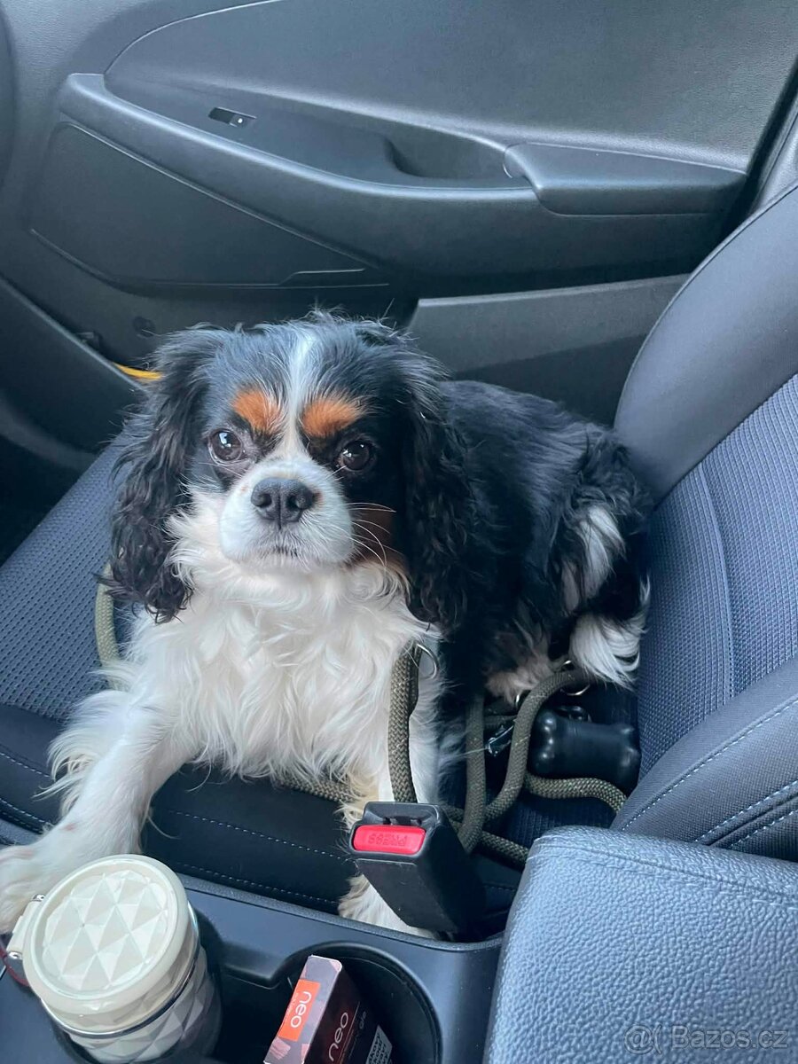 Štěňata Kavalíra - 4