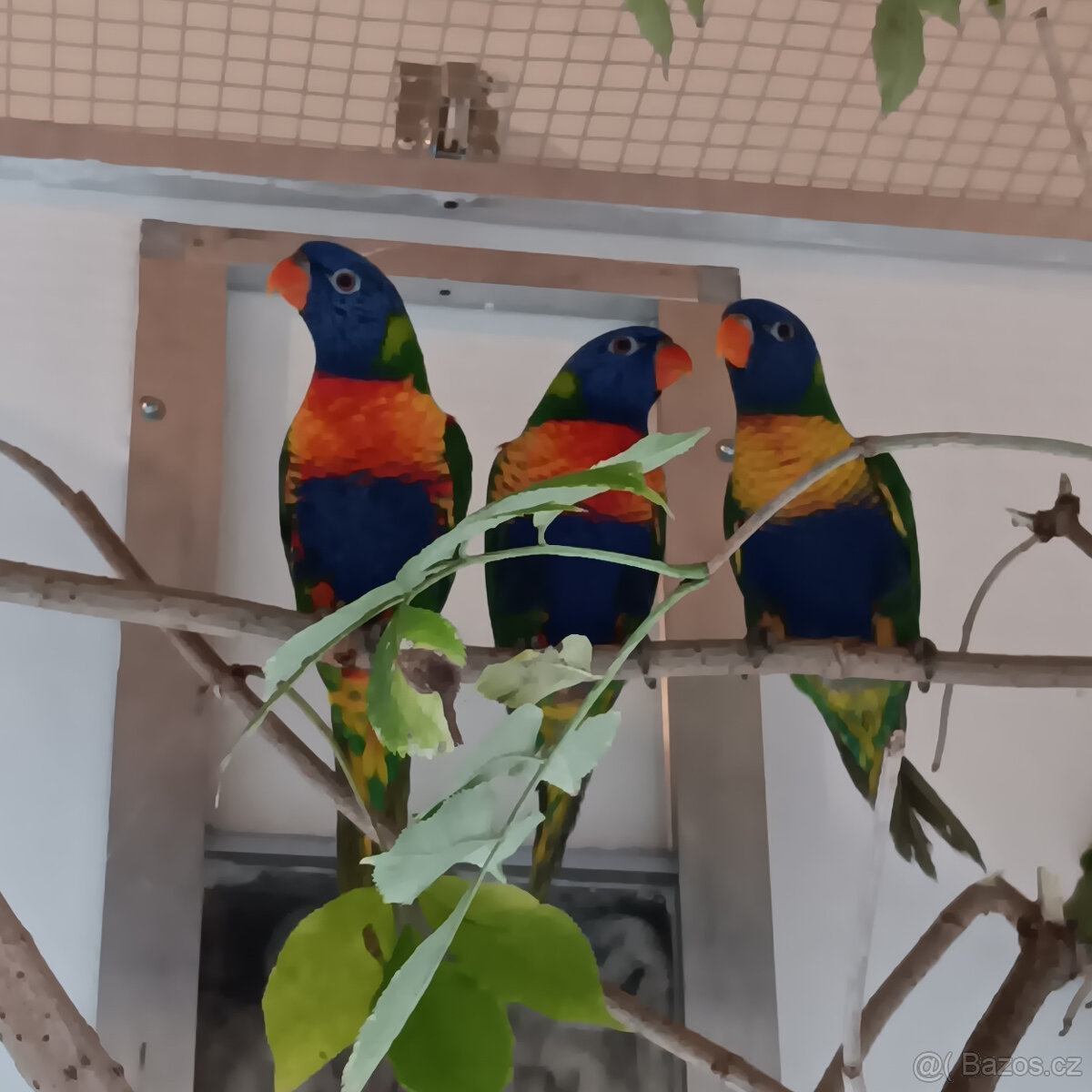 Lori mnohobarvý - 4