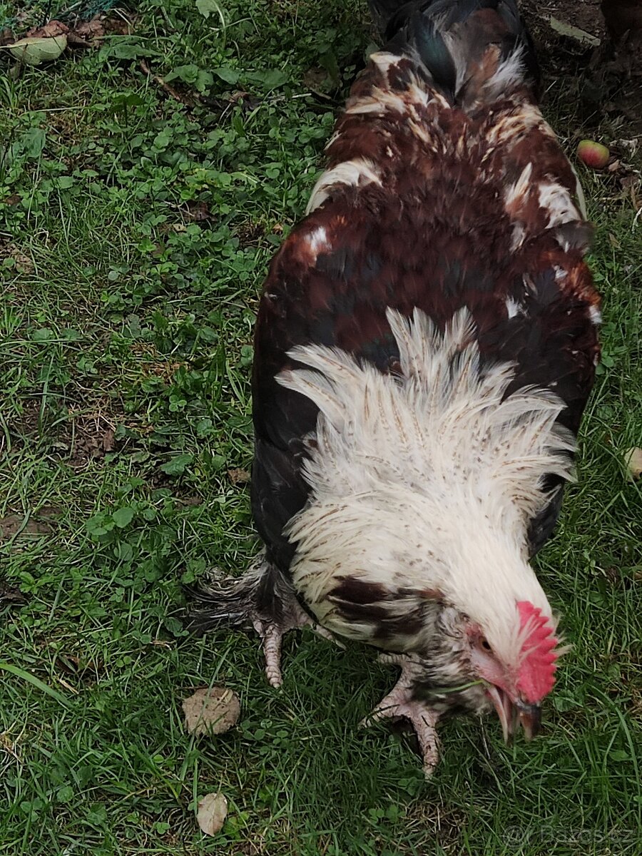 Faverolka velká lososová - kohout - 4