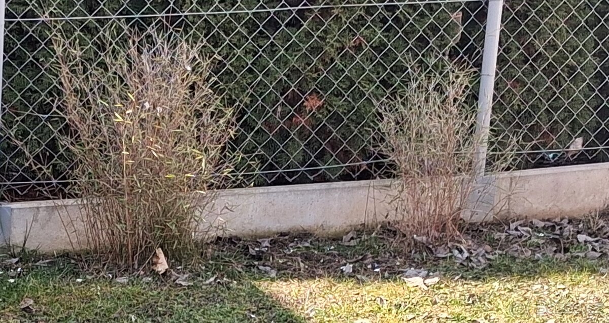 Bambus. Který si vyberete. - 4